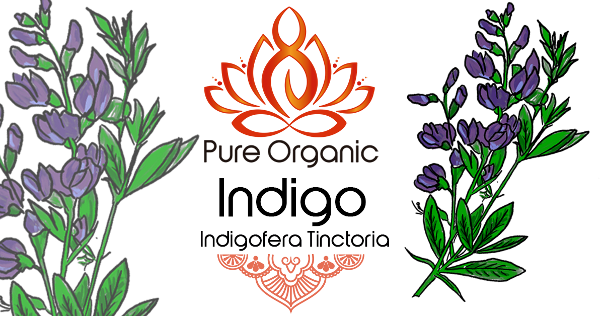 Pure Organic Shankhpushpi Powder – Indigo – Pure Organic Henna