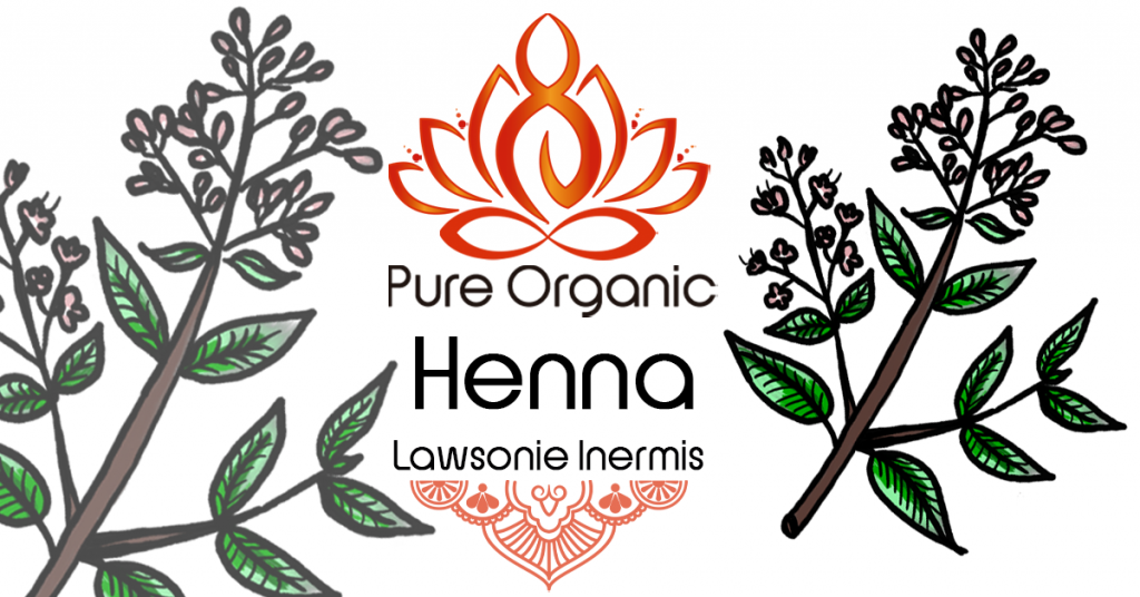 Henna Lawsonia Inermis